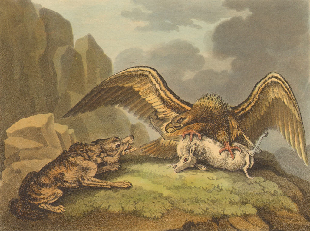 USA. Eagle and Wolf disputing their prize (Field Sports- Edward Orme)  1814